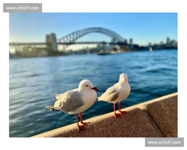 悉尼与墨尔本城市魅力经济文化体育全方位对决解析生活方式未来发展比较